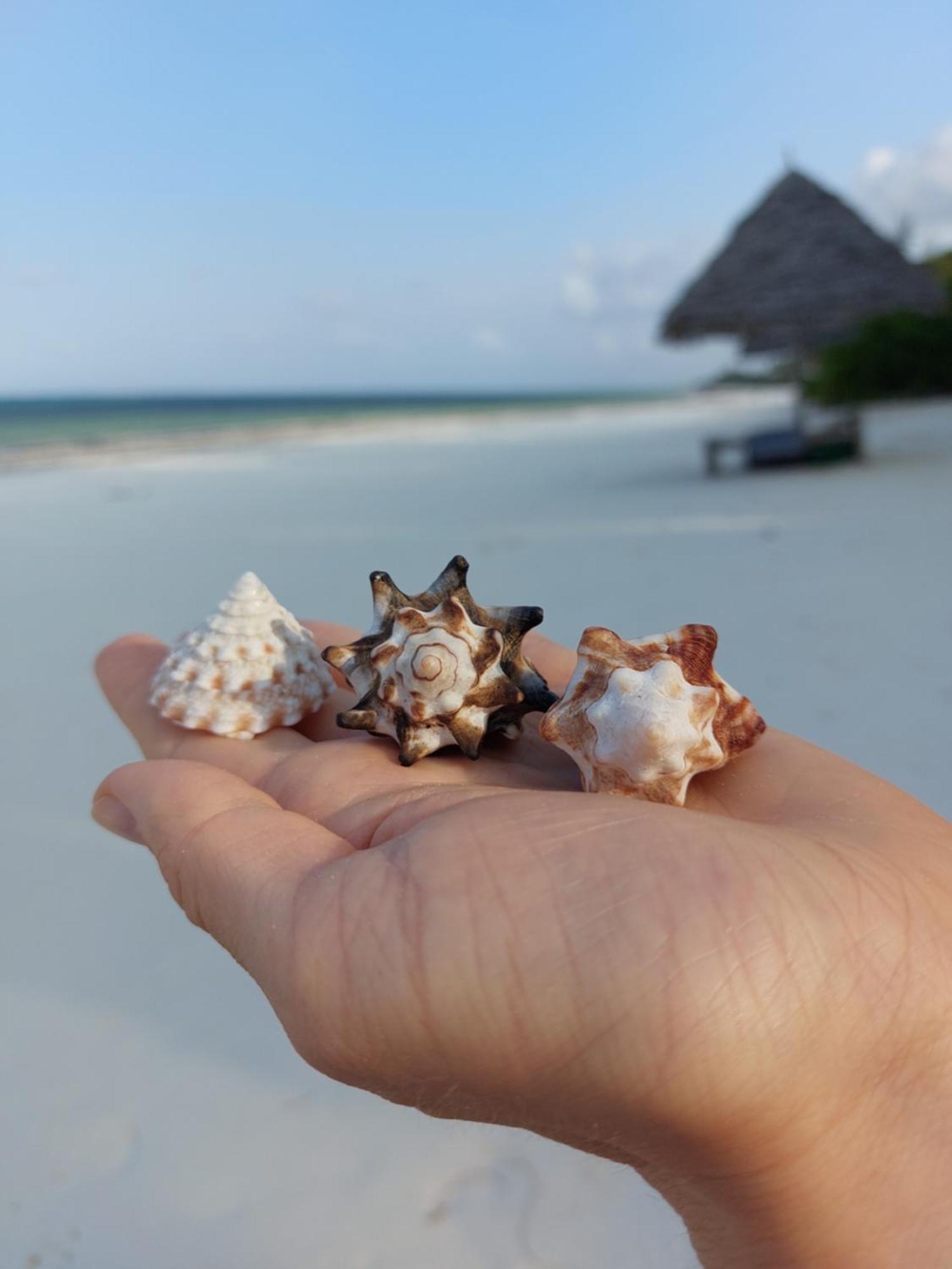גאמביאני Stonefish Inn Jambiani מראה חיצוני תמונה