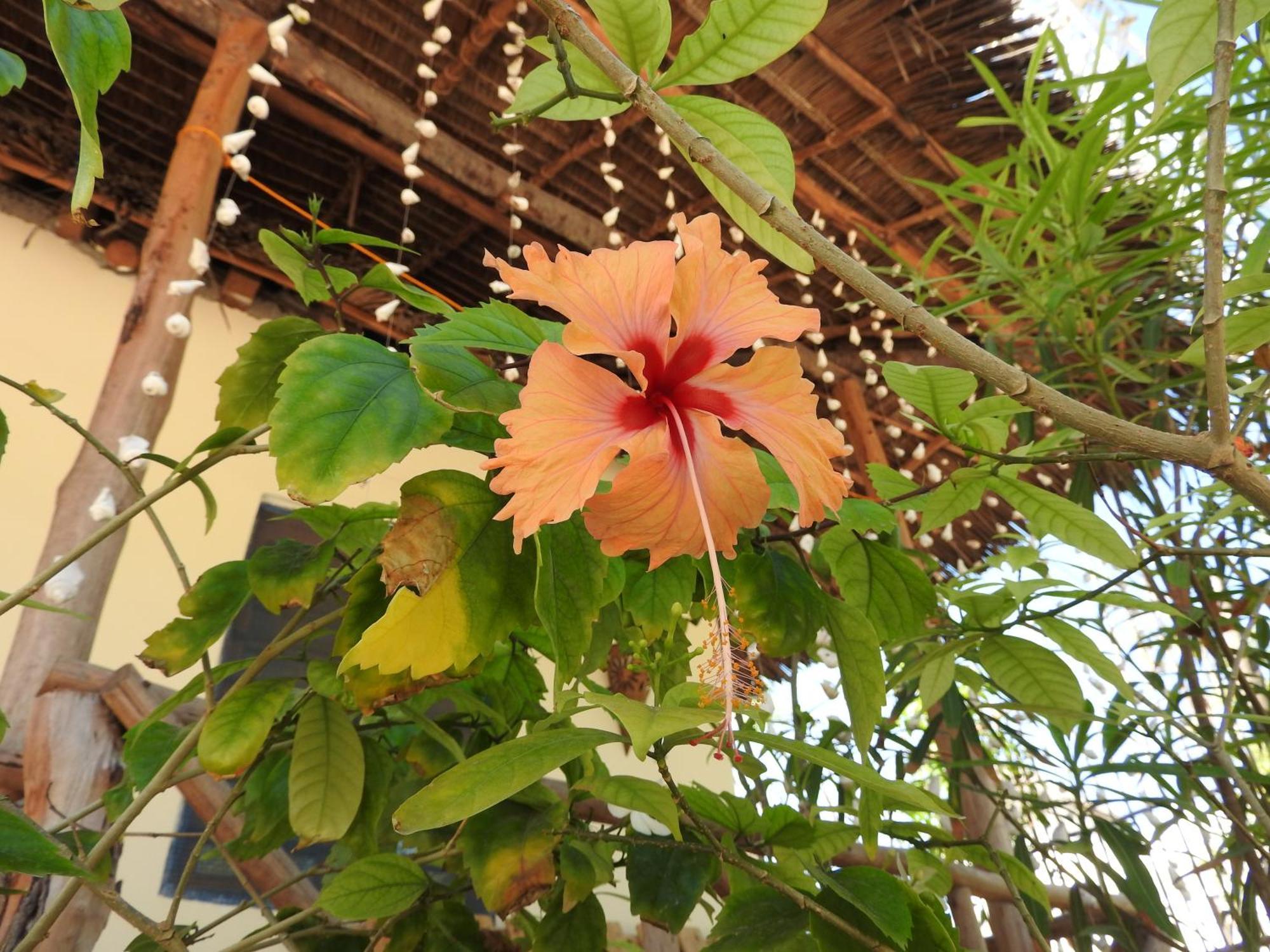 גאמביאני Stonefish Inn Jambiani מראה חיצוני תמונה